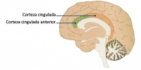 Infografía Neurociencias: Corteza cingulada